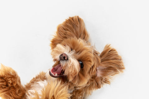 Acana Singles Dog Free-Run Duck 