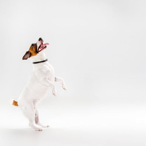  Acana Classics Dog Prairie Poultry 